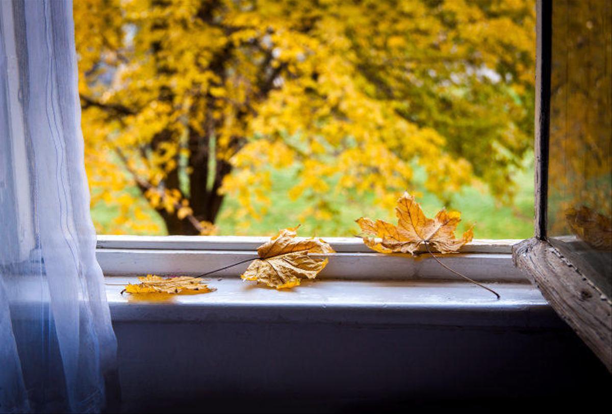 open window with some leaves on the windowsill