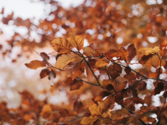 fall leaves on a tree