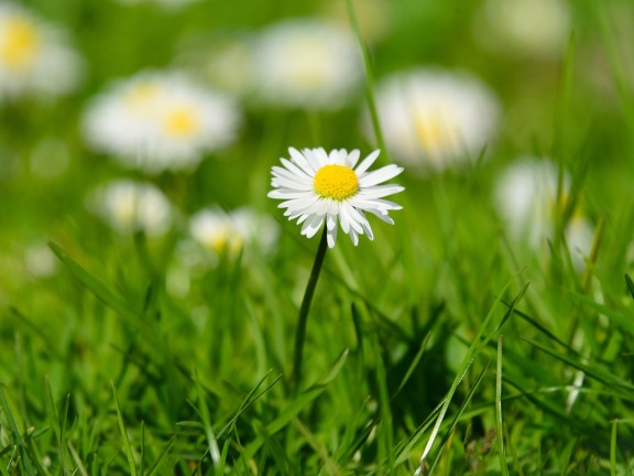 daisy flower centered